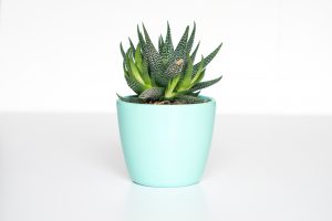 Little succulent plant in turquoise tub